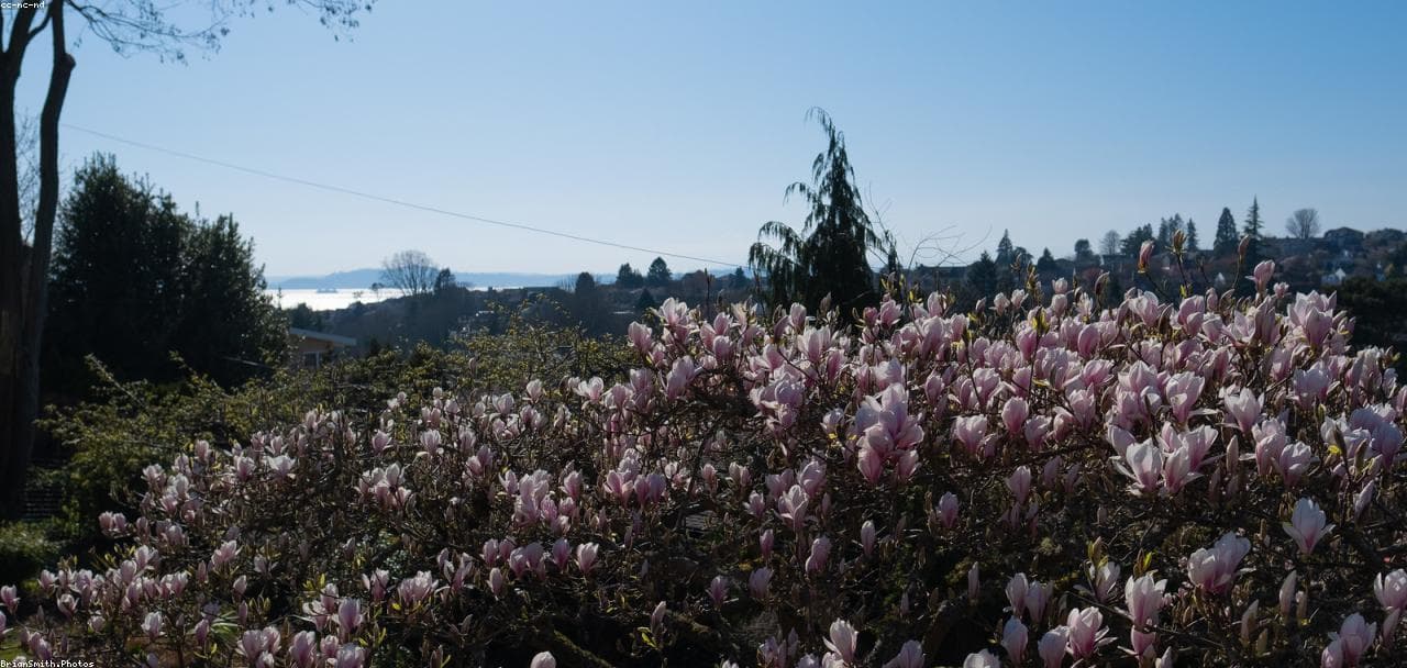Magnolia blossoms over the Magnolia Village neighborhood.